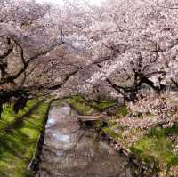 ［東京近郊］比較少人的賞櫻好地方🌸
