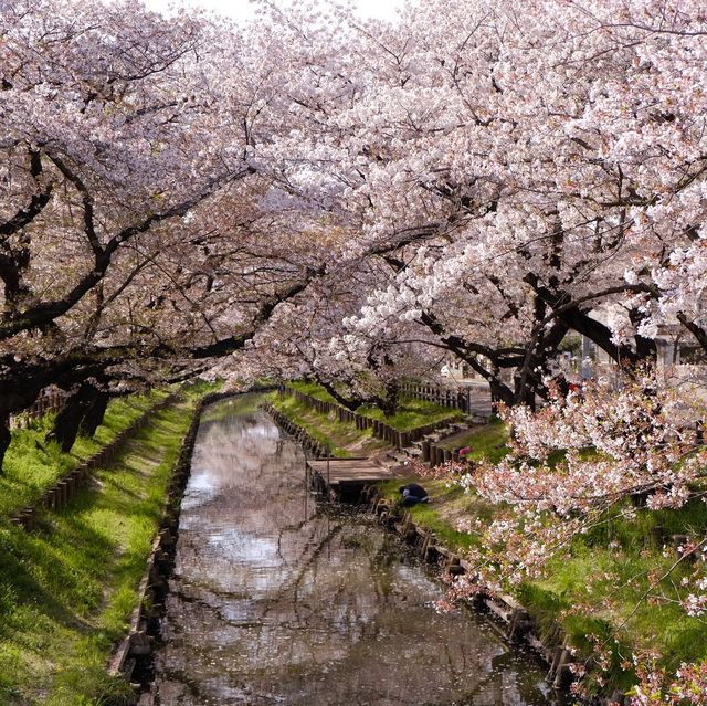 ［東京近郊］比較少人的賞櫻好地方🌸