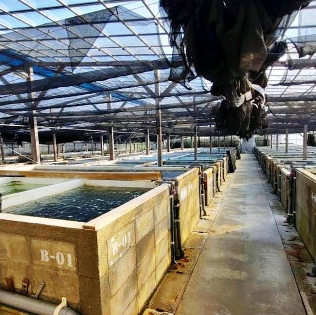 🌸海之道🌸親手採集海葡萄體驗