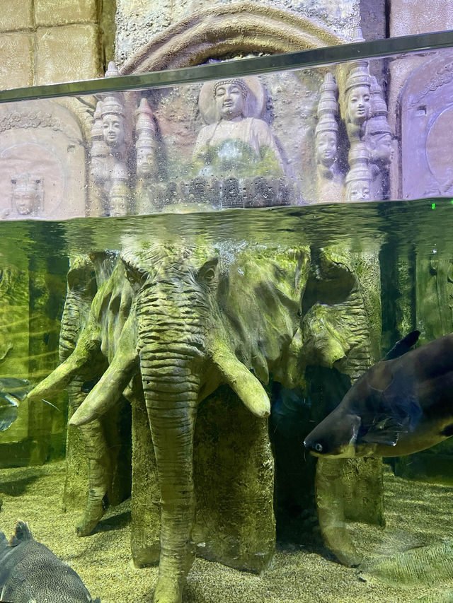 Dive into Antalya Aquarium, Türkiye 🐠