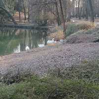 Spot the Ducks and Squirrels of Monza Park! 🦆🐿️