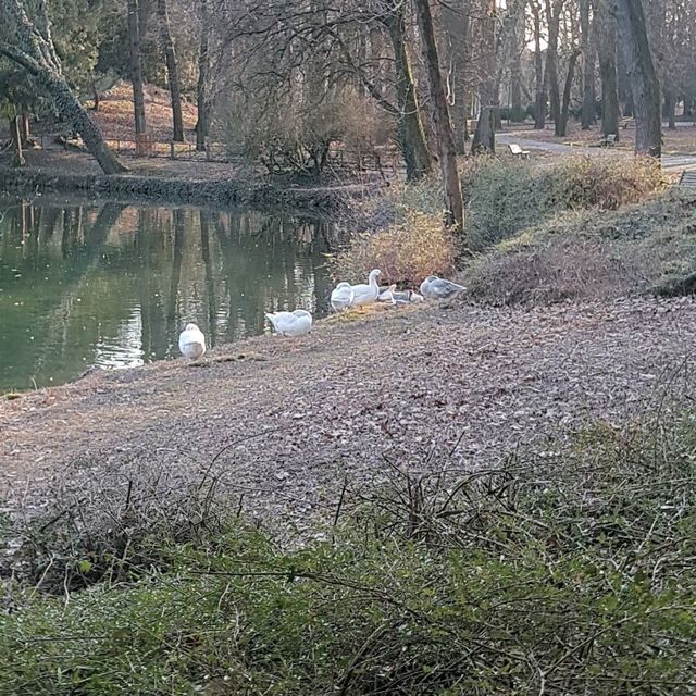 Spot the Ducks and Squirrels of Monza Park! 🦆🐿️