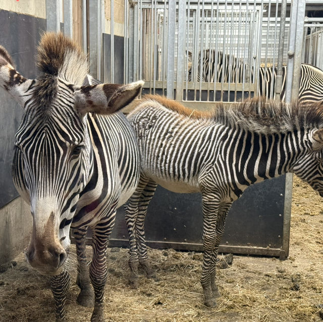 Great day out at Marwell Zoo