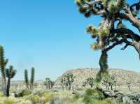 Joshua Tree National Park: A Desert Adventure Wonderland 🌵🎢