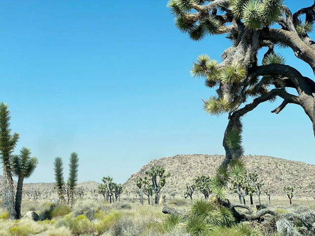 Joshua Tree National Park: A Desert Adventure Wonderland 🌵🎢
