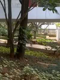 National Gallery of Modern Art Bengaluru: A Haven for Contemporary Art