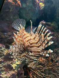 必去沖繩美麗海水族館