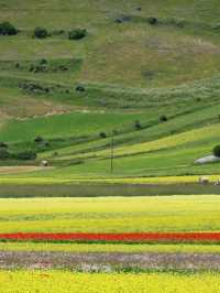 🌼 A Sea of Blossoms – Castelluccio di Norcia, Italy