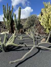The Cactus Garden in Lanzarote: Volcanic Landscapes, Art, and a Restaurant With a View