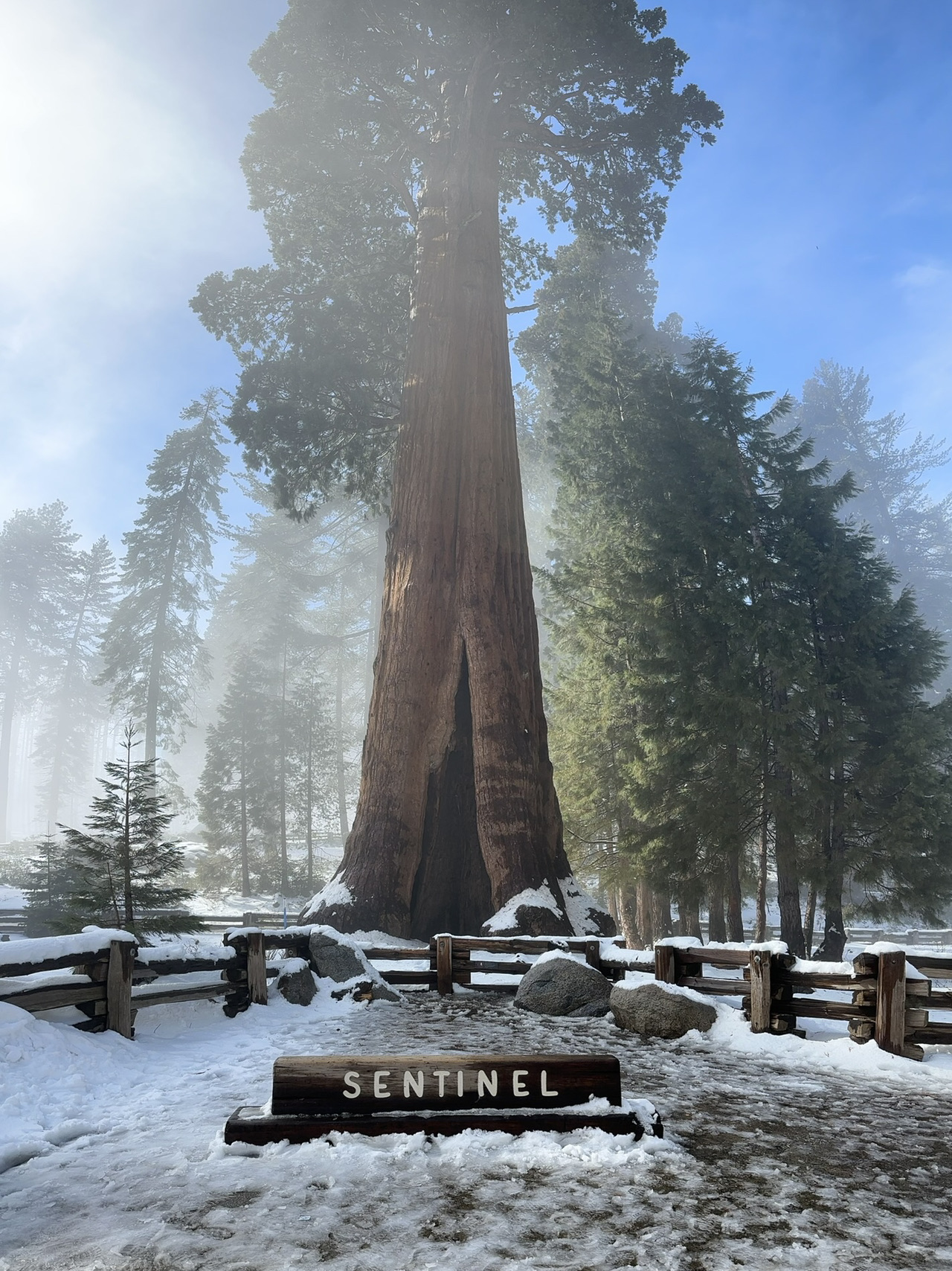 Sequoia Trees in California: Step into the land of giants!