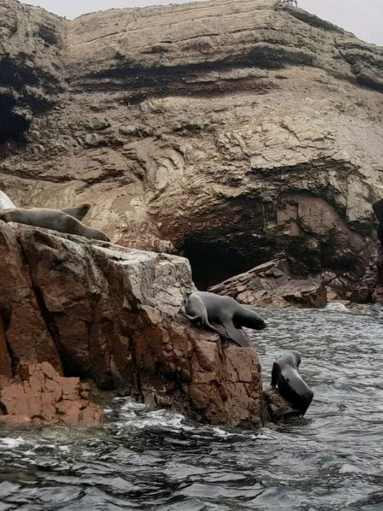 The Ballestas Islands.