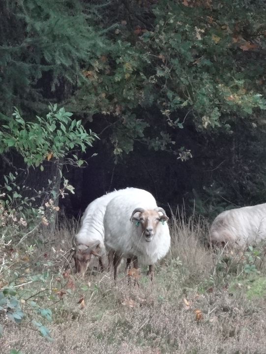 Autumn Walk in Bakkeveen – 10 km Nature Adventure🍄🍄‍🟫🍂✨