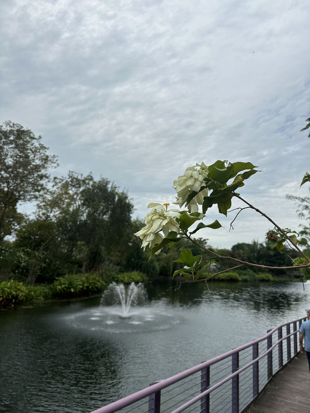 💮 🌿✨ Gardens by the Bay -Daytime
