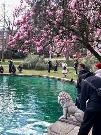 🌸 Magnolia Season at Ihlamur Kasrı: One of Istanbul’s 