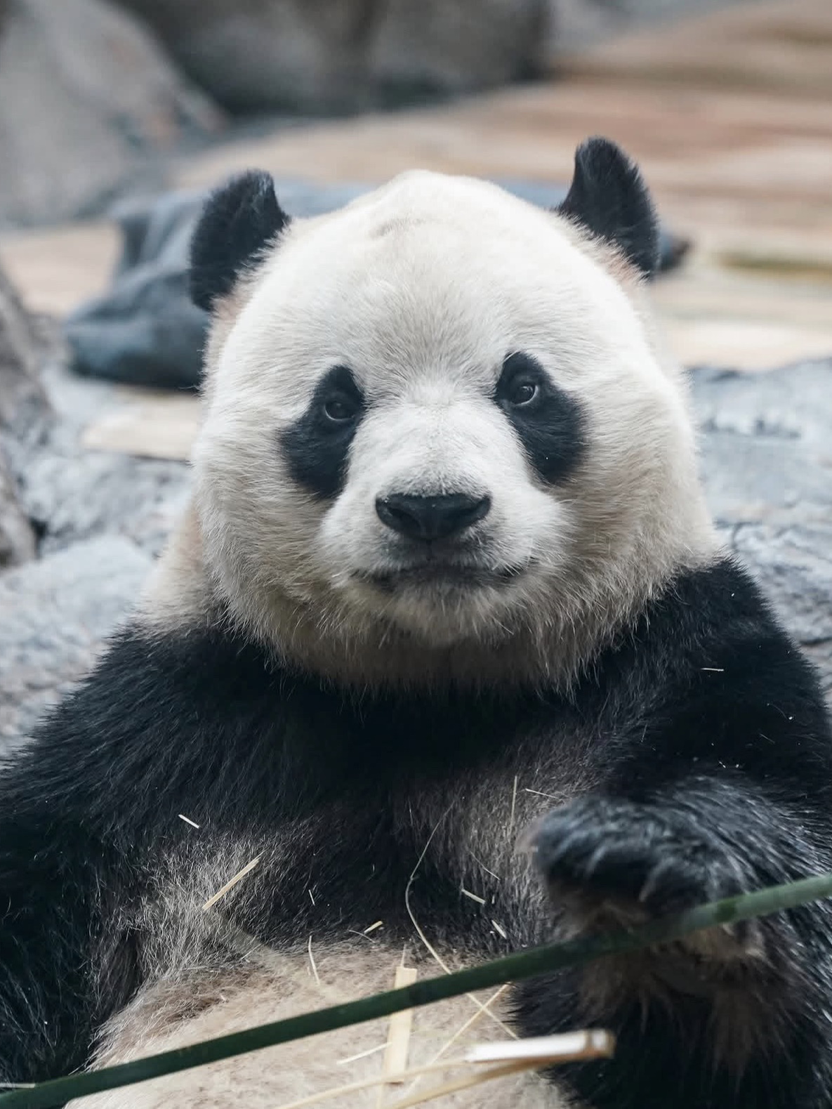  
A trip to Beijing without stopping by Beijing Zoo? No way—this is the place to meet China’s cutest stars 🐼 and soak up a touch of old-city charm! Here’s how to make the most of your visit:

⌛️The best time to go is spring or fall: the weather is pleasant, the grounds are lush and green, and the animals are easier to spot. Arrive right when the zoo opens (7:30 in both winter and summer) if you want to catch the giant pandas while they’re active: they usually spend 8:30 to 10:30 eating bamboo or wandering around, then head off to the shade. The pandas have their own pavilion, and sometimes a separate ticket is required (a combo ticket is around 19 yuan), so keep that in mind!

🐼Plan for at least 4 hours: start with the pandas, then move on to the small mammals, polar bears, lions and tigers, elephants, giraffes, golden monkeys, and a wide variety of birds in cozy enclosures framed by traditional Chinese architecture. The zoo has an old-school, handmade feel that history lovers will appreciate: some enclosures are a bit compact and the facilities feel dated, but that’s part of its charm.

🚇Getting there is easy: take Metro Line 4 to Dongwuyuan Station, right by the entrance. 

🍽️It’s better not to buy food inside the zoo—bring your own snack, and absolutely do not feed the animals!

💡Tip: be ready for lots of walking and changing weather—an umbrella can come in handy even on a sunny day. You can easily stay until evening, but it’s best to catch the highlights before noon.