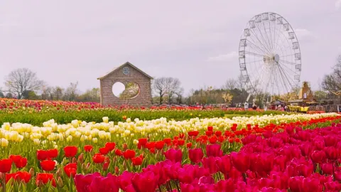 Blooms with a Purpose: Spring 2026 at Tulleys Tulip Farm 🇬🇧 — traveler post in Crawley