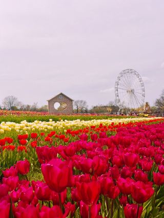 ดอกไม้บานเพื่อจุดประสงค์: ฤดูใบไม้ผลิปี 2026 ที่ฟาร์มทิวลิป Tulleys 🇬🇧