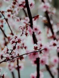 Sakura Season in Shanghai🌸🌷