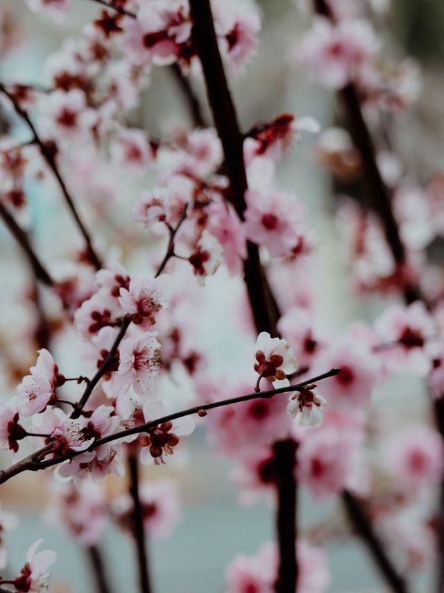 Sakura Season in Shanghai🌸🌷