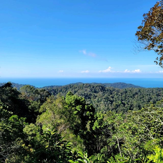 A Forest Adventure: The Habitat at Penang Hill 🌳🐦🌺