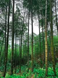 Bamboo Forest Hiking in Moganshan🎋🌿