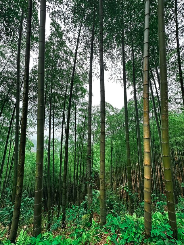 Bamboo Forest Hiking in Moganshan🎋🌿