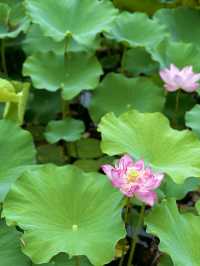 【蘇州】蓮の花が美しい夏の虎丘