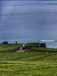 Vineyard