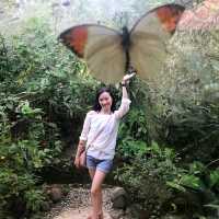 Butterfly Sanctuary in Bohol 🇵🇭