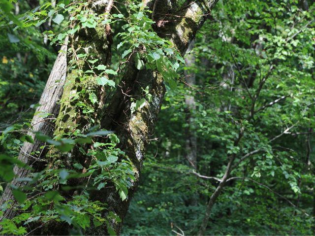 世界自然遺產日本白神山地