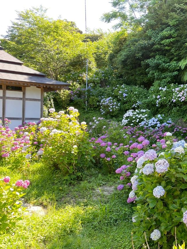 東京周邊超小眾紫陽花景點