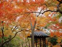 光影園林|與秋同肅！留園