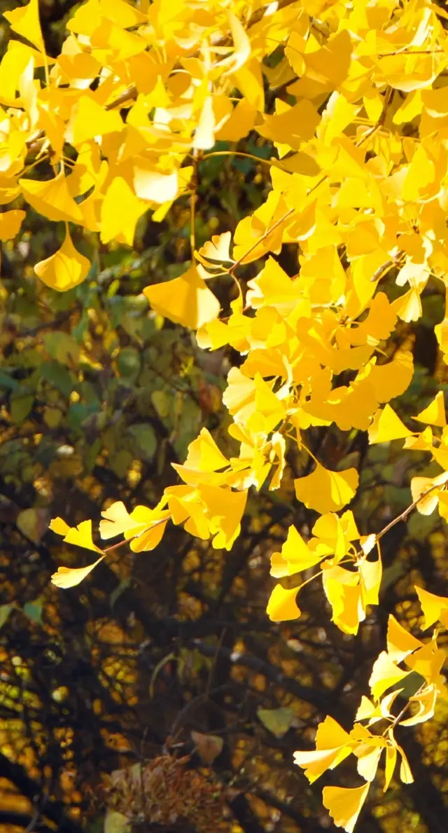 Beautiful Ginkgo Tree (3)