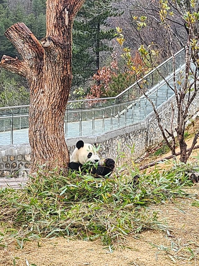 佛坪熊猫基地有四只大熊猫