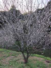 廣州石門國家森林公園賞梅正當時