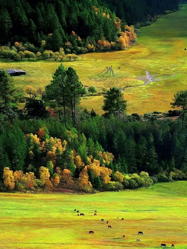 雲南“小瑞士”童話世界丨普達措國家森林公園