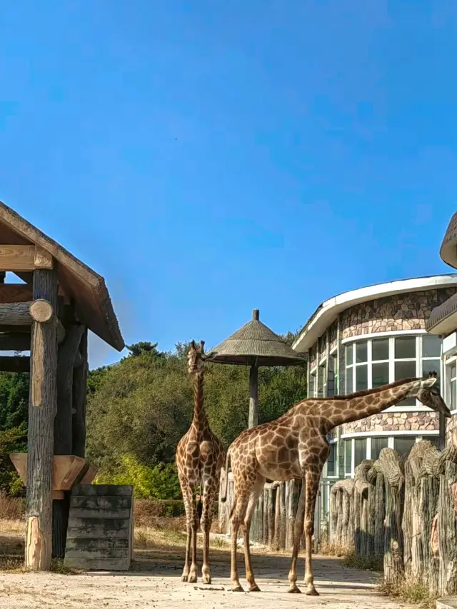 중국판 미친 동물 도시에서 함께 즐겁게 진화하십시오