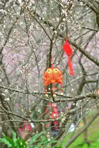 快去看白雲山梅花開了不用門票