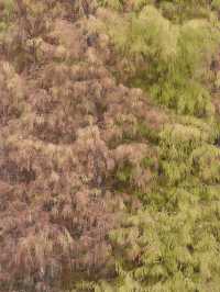 今年見到最有規模的落羽杉樹林｜就在中山