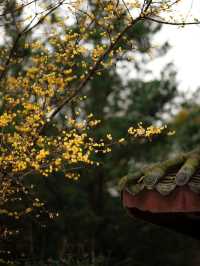 成都｜浣花溪公園的蠟梅開了