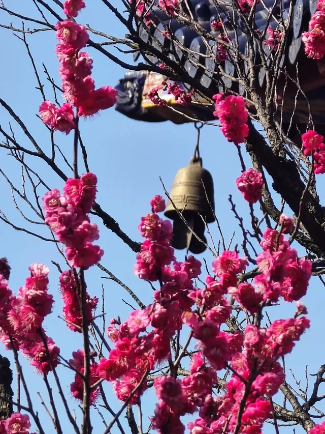 總要來趟南京看看梅花吧