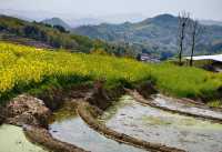 徜徉月河川道，賞清代鳳堰古梯田油菜花海