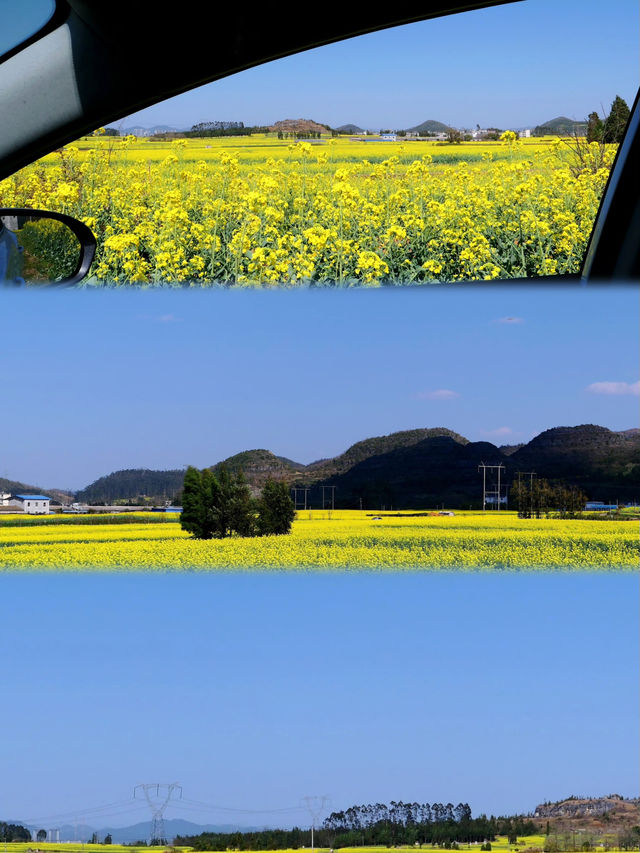 羅平油菜花看完了最漂亮的是這裡