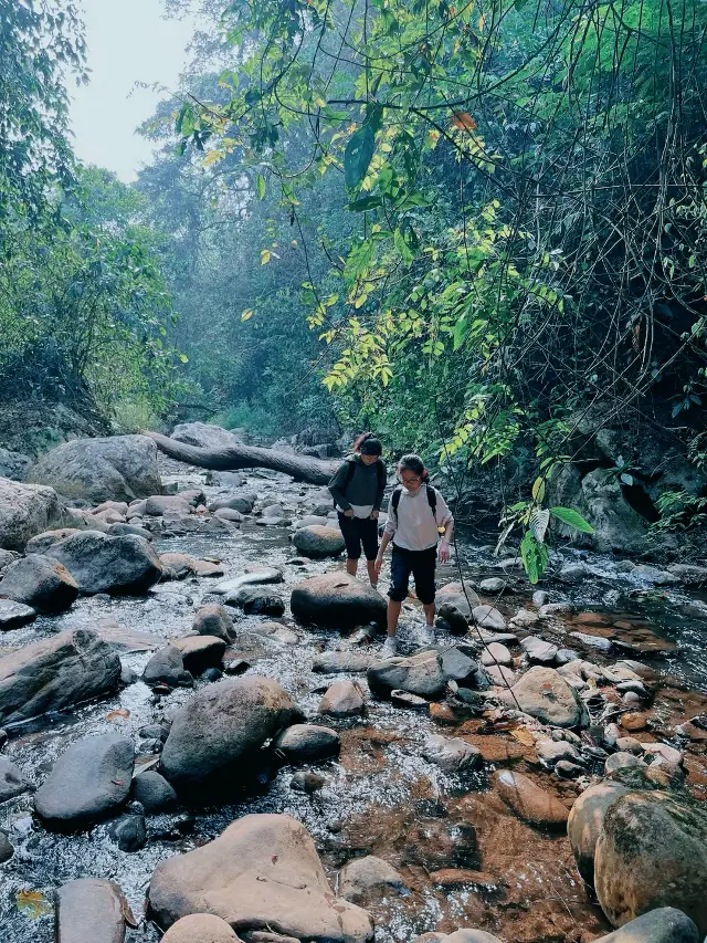 How can you not try a rainforest trek in Xishuangbanna!