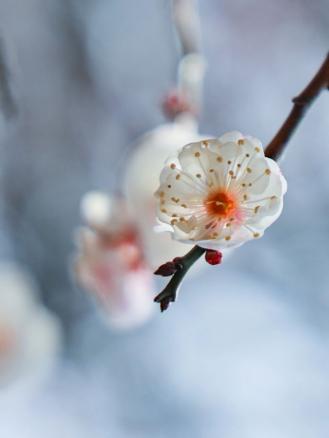 春天的約定：去宜興屺山看梅花