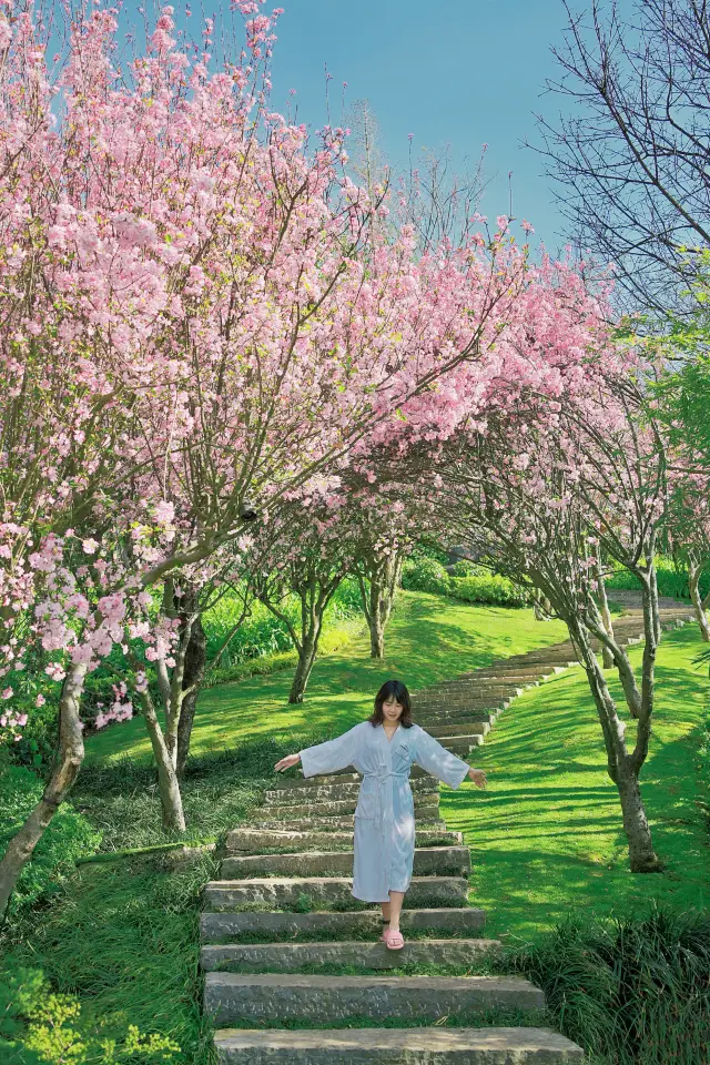 Kunming Hot Springs | Enjoy the spring flowers and bask in the spring sunshine