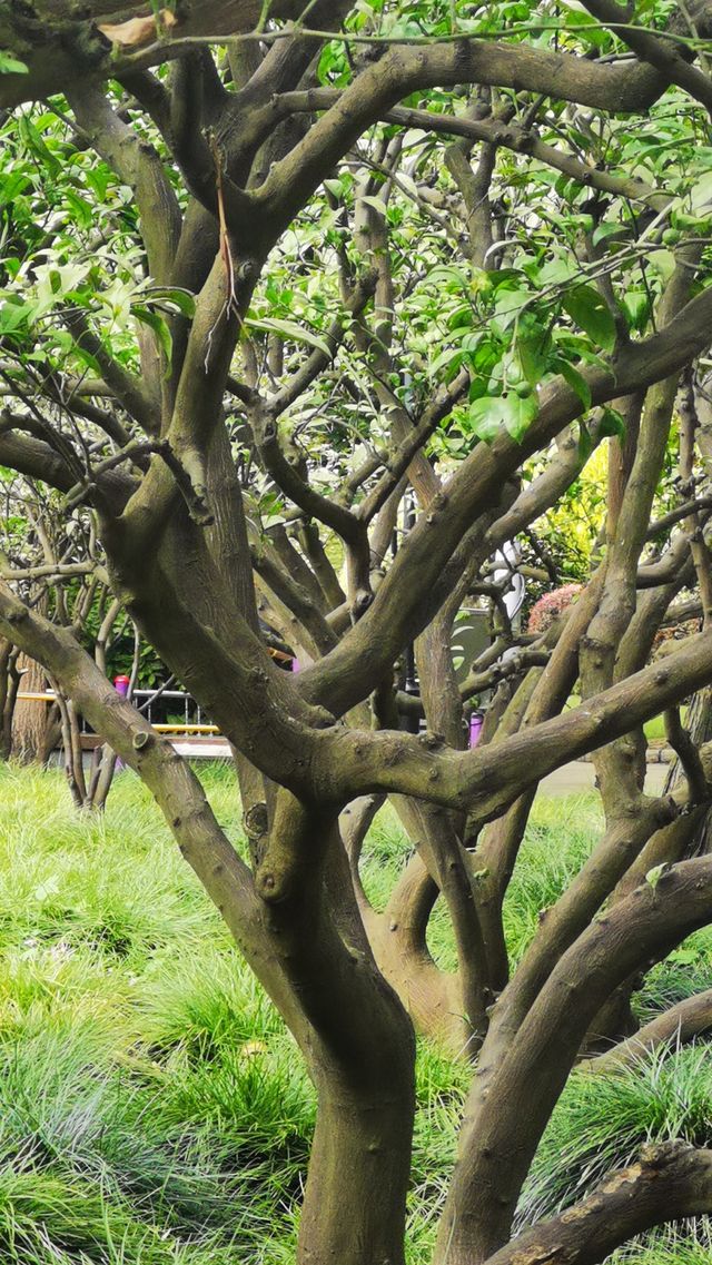 淮海公園：由外國人公墓改建而來的公園