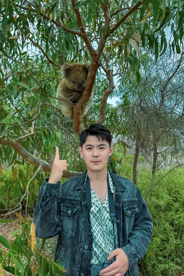 I'm so lucky to have encountered a wild koala in South Australia