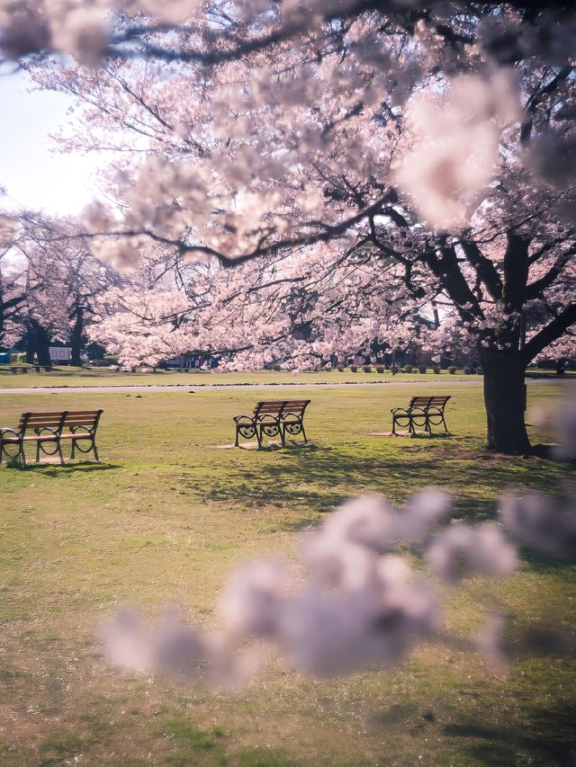 截至4月14日｜東京小金井公園夜櫻秀來啦