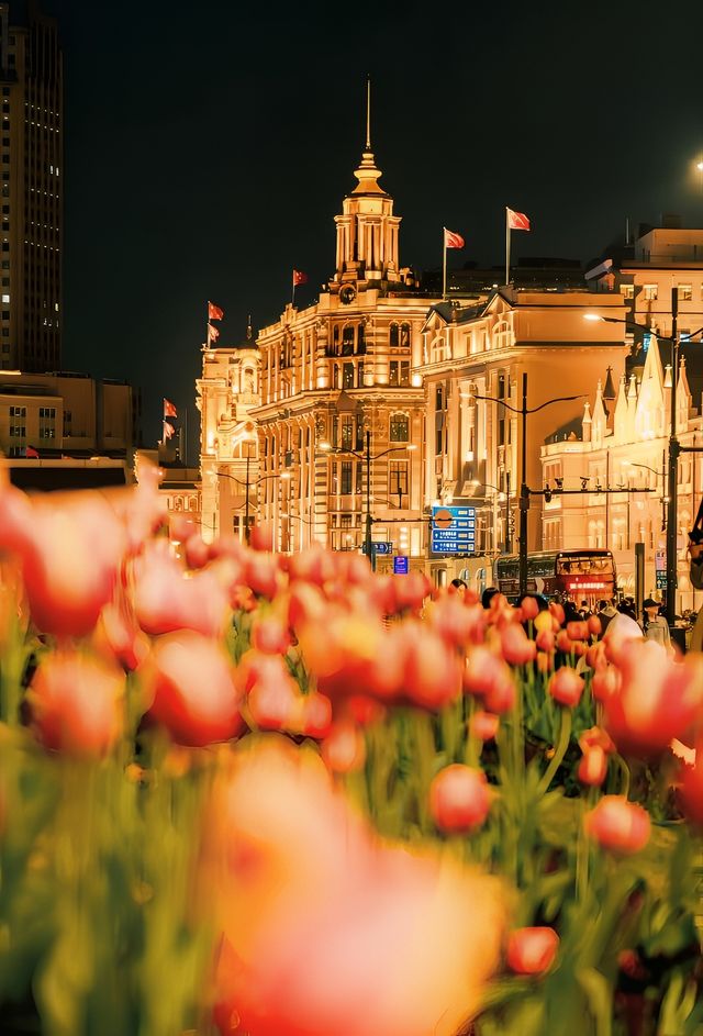 三月上海｜夜晚外滩郁金香，鏡頭下的浪漫繁花